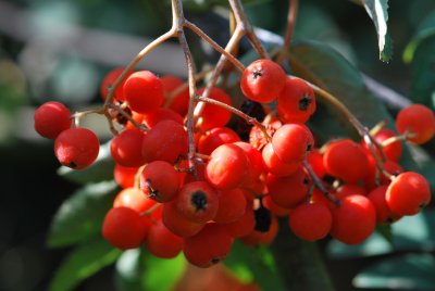 Sorbus aucuparia 'Pendula' - jeřáb obecný - plody